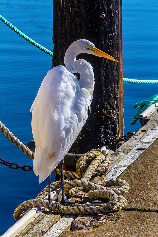 Great White Heron Art Print featuring the photograph Great White Heron On Boat Dock by Garry Gay