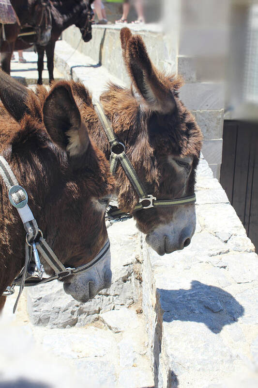 Greece Art Print featuring the photograph Greece's Donkeys by Donna L Munro