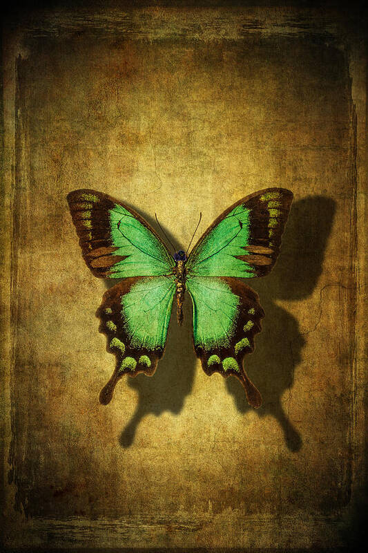 Still Life Art Print featuring the photograph Green Butterfly Shadow by Garry Gay