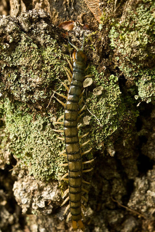 Centipede Art Print featuring the photograph Green Centipede by Douglas Barnett