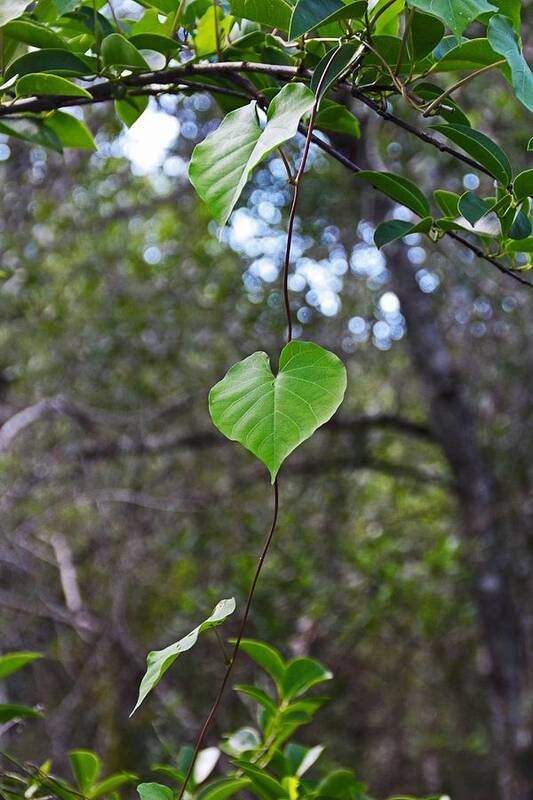 Leaves Art Print featuring the photograph Green Heart by Michiale Schneider