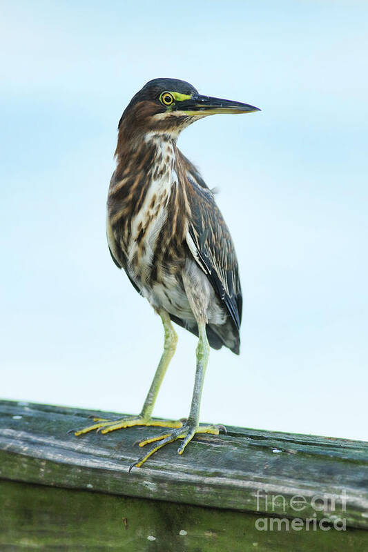 Bird Art Print featuring the photograph Green Heron On The Dock by Deborah Benoit