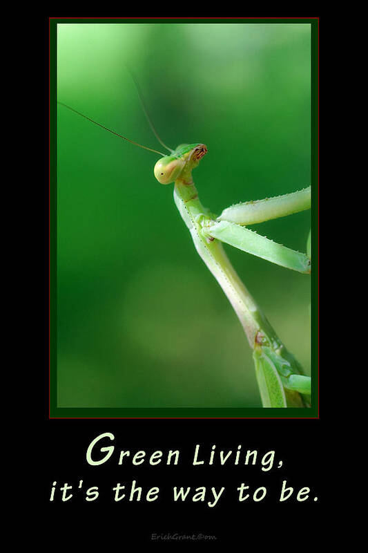Texas Art Print featuring the photograph Green Living by Erich Grant