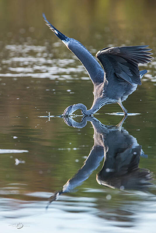 Grey Heron Art Print featuring the photograph Grey Herons Fishing in Action by Torbjorn Swenelius