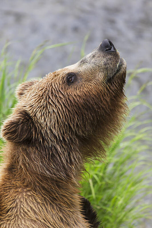 Alaska Art Print featuring the photograph Grizzly Bear Sniffing Air While Fishing by Lucas Payne