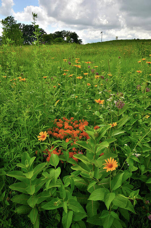 Glacial Park Art Print featuring the photograph Hackmatack Wildflowers on an Overcast Day by Ray Mathis