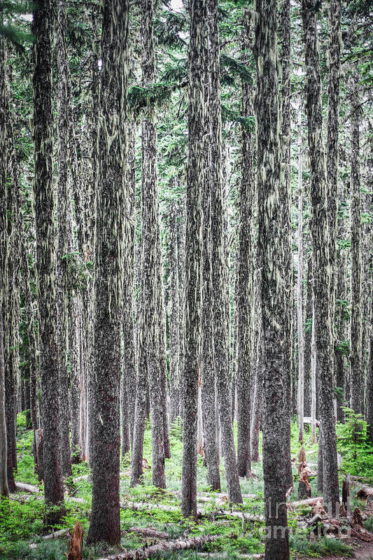 Trees Art Print featuring the photograph Hairy Forest by Bruce Block