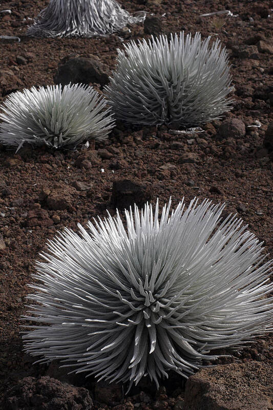  Art Print featuring the photograph Haleakala Silverswords by Kenneth Campbell