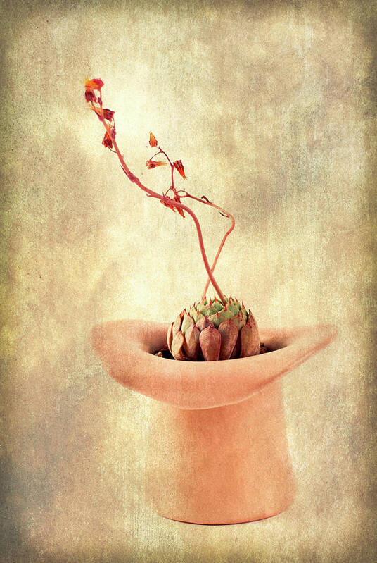 Hat Art Print featuring the photograph Hat and Echeveria by Catherine Lau