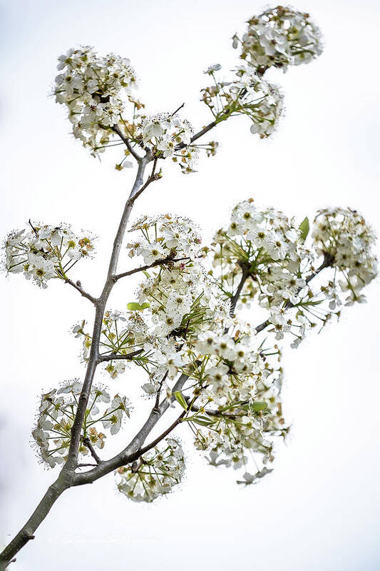 Bouquet Of Tree Blossoms Art Print featuring the digital art Hawthorne Bouquet by Ed Stines