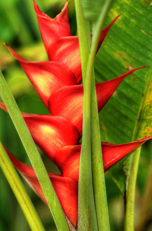 Heliconia Art Print featuring the photograph Heliconia by Kelly Wade