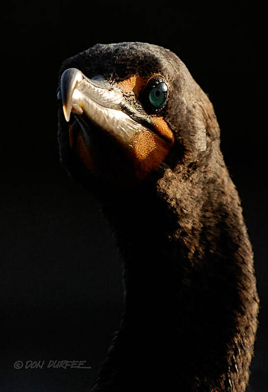 Cormorant Art Print featuring the photograph Here's Lookin At You by Don Durfee