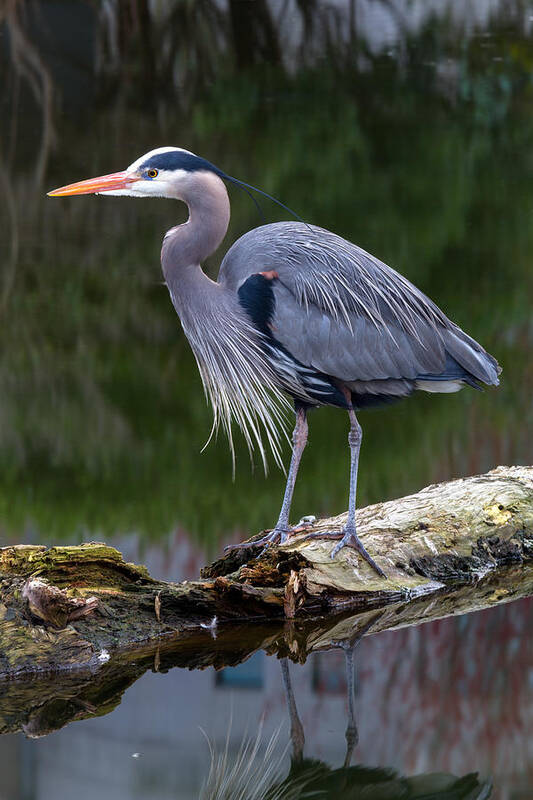 Adult Art Print featuring the photograph Heron at Devonian Harbour Park by Michael Russell