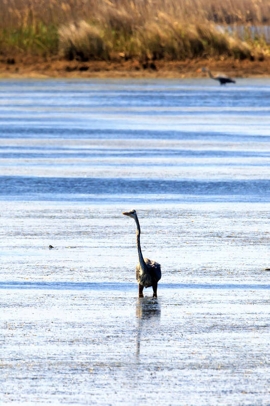 Heron Art Print featuring the photograph Heron in the Water by Travis Rogers