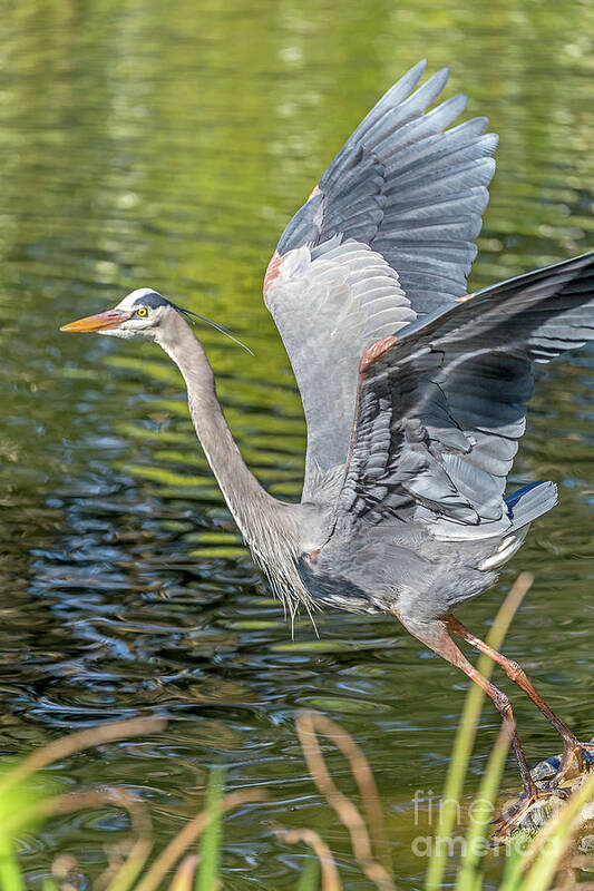 Bird Art Print featuring the photograph Heron Liftoff by Kate Brown