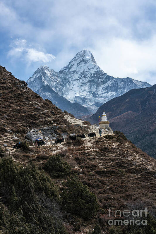 Ama Dablam Art Print featuring the photograph Himalayan Yak Train by Mike Reid