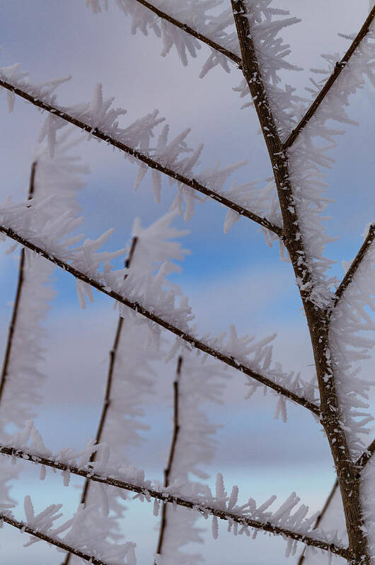 Frost Art Print featuring the photograph Hoarfrost Hopscotch by Deborah Hughes