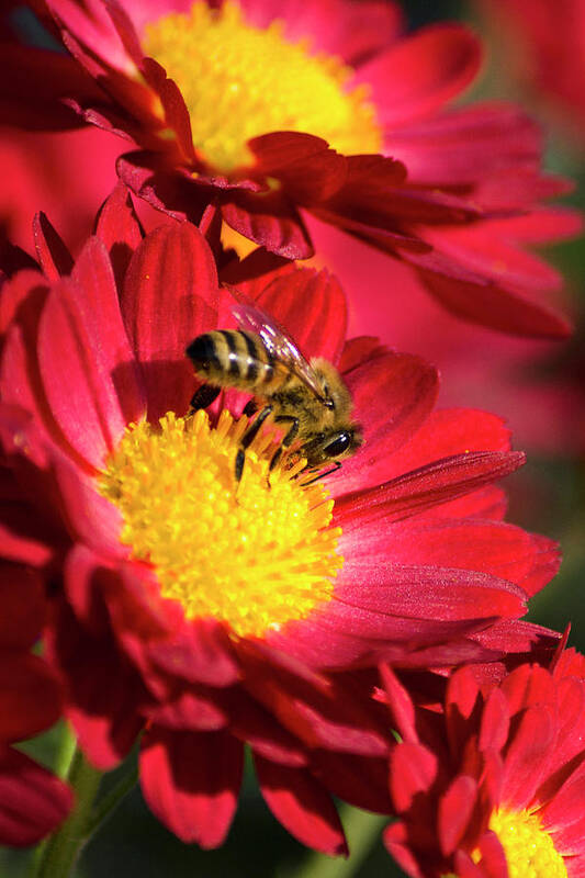 Honey Bee Art Print featuring the photograph Honey Bee And Chrysanthemum by Christina Rollo