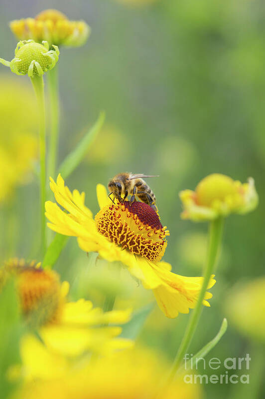 Honey Bee Art Print featuring the photograph Honey Bee on Helenium Riverton Beauty Flower by Tim Gainey