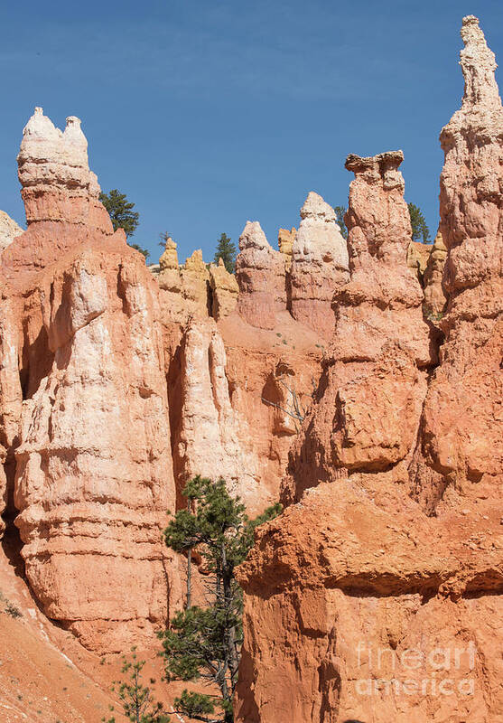 Bryce Canyon National Park Art Print featuring the photograph Hoodoos by Juli Scalzi