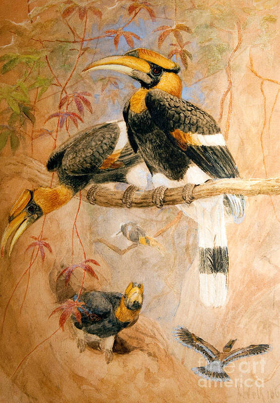 Birds Art Print featuring the painting Hornbill by Joseph Wolf