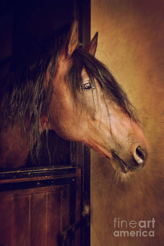 Breed Art Print featuring the photograph Horse Portrait by Carlos Caetano