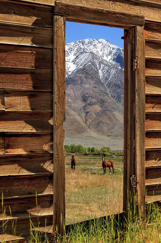 Horses Art Print featuring the photograph Horses Through The Door by James Eddy