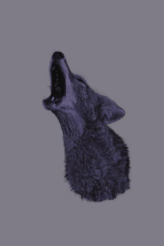 Animal Art Print featuring the photograph Howling Coyote by Brian Cross