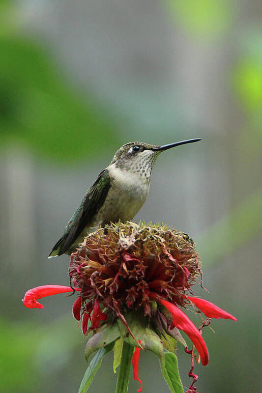 Humming Bird Art Print featuring the photograph Humming Bird Atop Bee Balm by David Stasiak