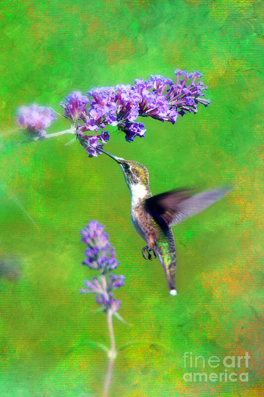 Humming Bird Art Print featuring the photograph Humming Bird Visit by Lila Fisher-Wenzel