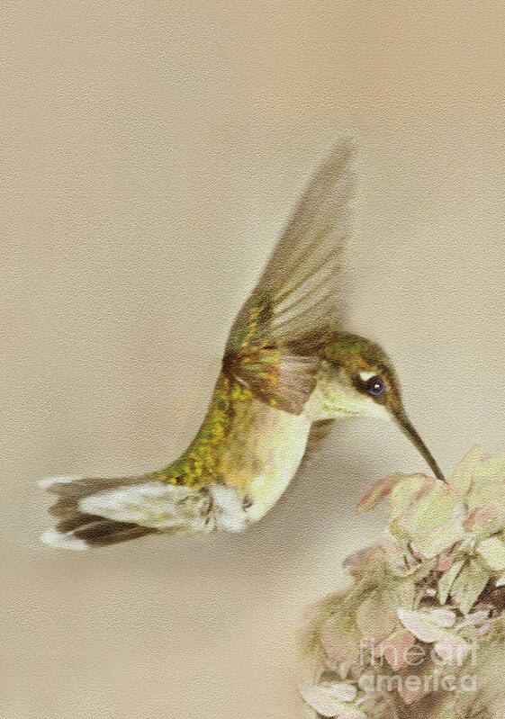 Hummingbird Art Print featuring the digital art Hummingbird at Flower by Dianne Morgado