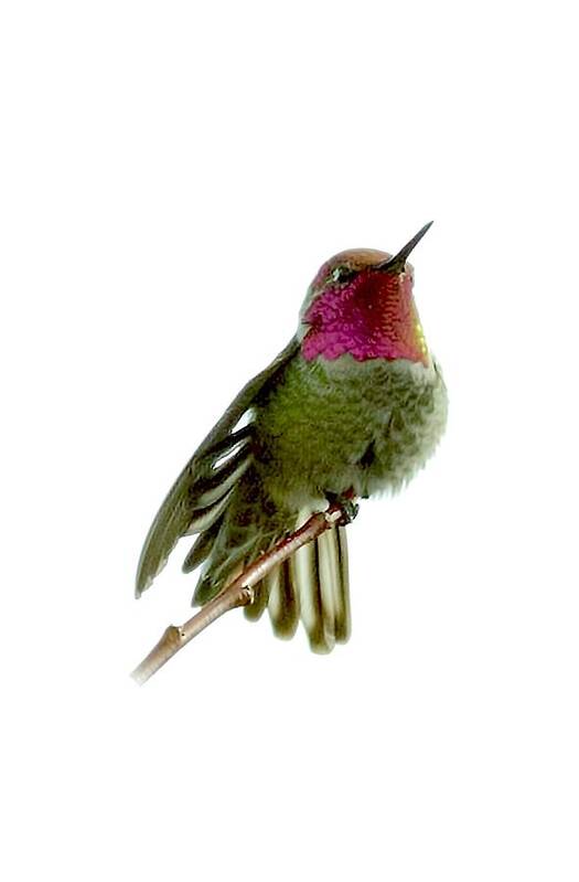 Patricia Sanders Art Print featuring the photograph Hummingbird Portrait T1 by Her Arts Desire