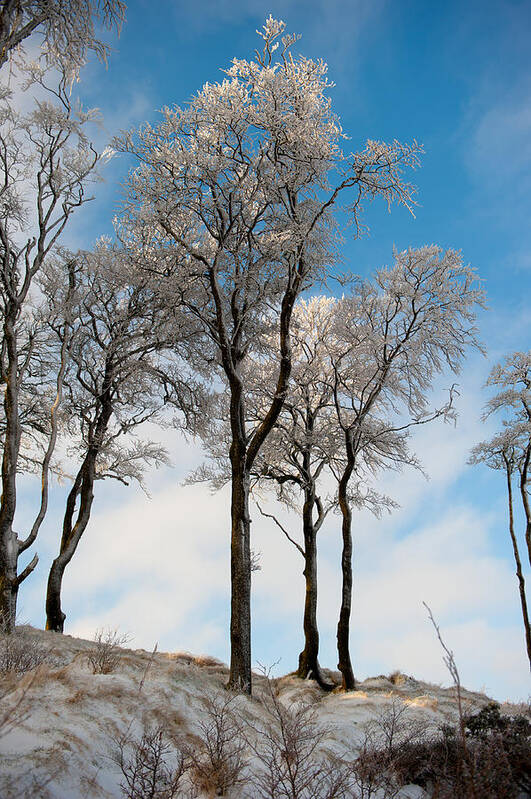 Snow Art Print featuring the photograph Ice Covered Trees by Helen Jackson