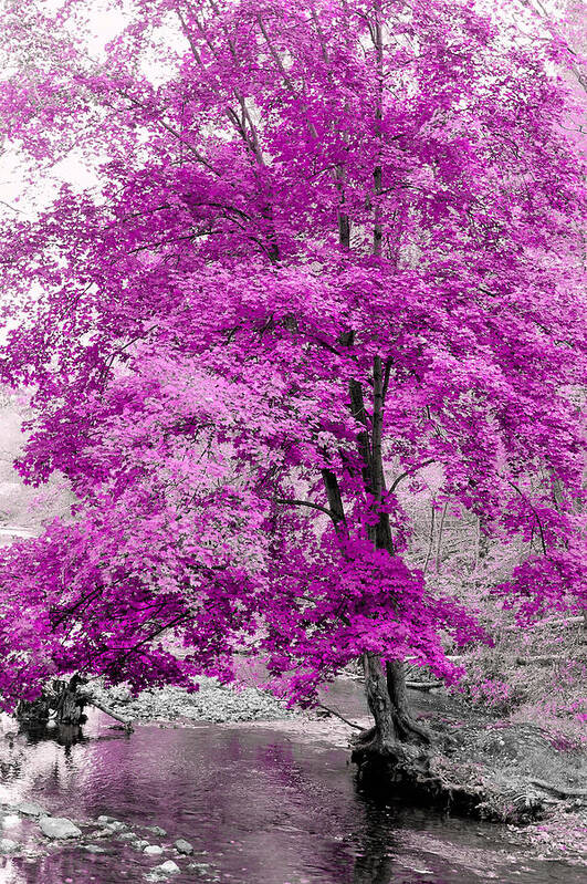 Orchid Purple Tree Art Print featuring the photograph In a Perfect World by Susan Maxwell Schmidt