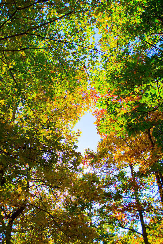Fall Art Print featuring the photograph In Many Colors by Parker Cunningham