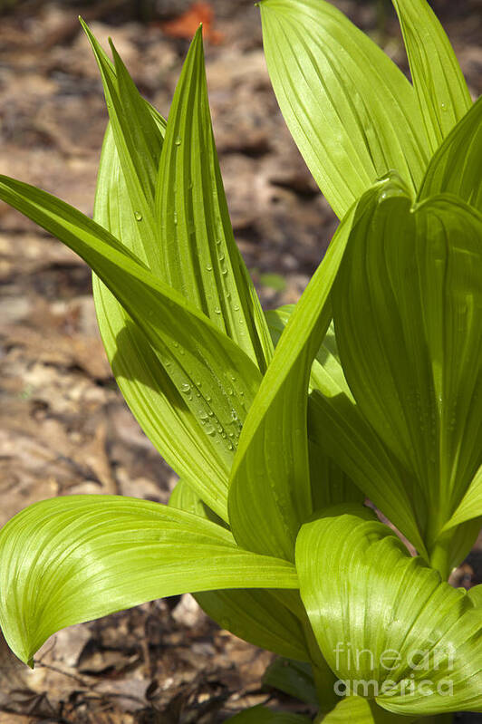 Scenic Art Print featuring the photograph Indian Poke -Veratrum veride- by Erin Paul Donovan