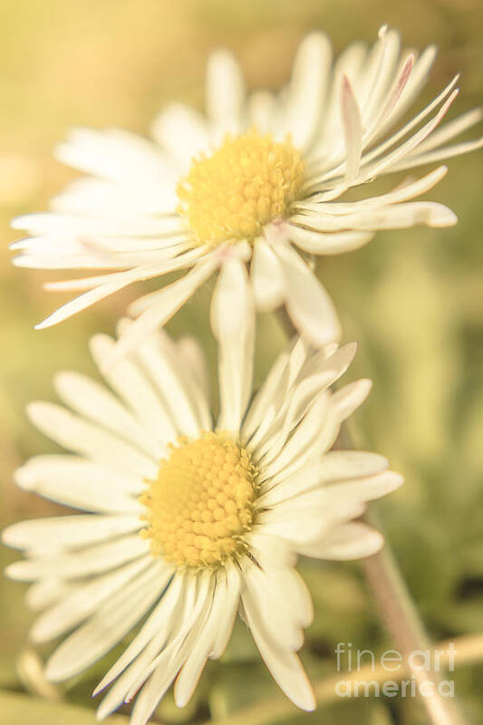 Daisy Art Print featuring the photograph Inseparable by Jorgo Photography