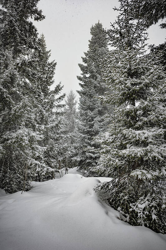 Svetlana Sewell Art Print featuring the photograph Into the Winter Woods by Svetlana Sewell