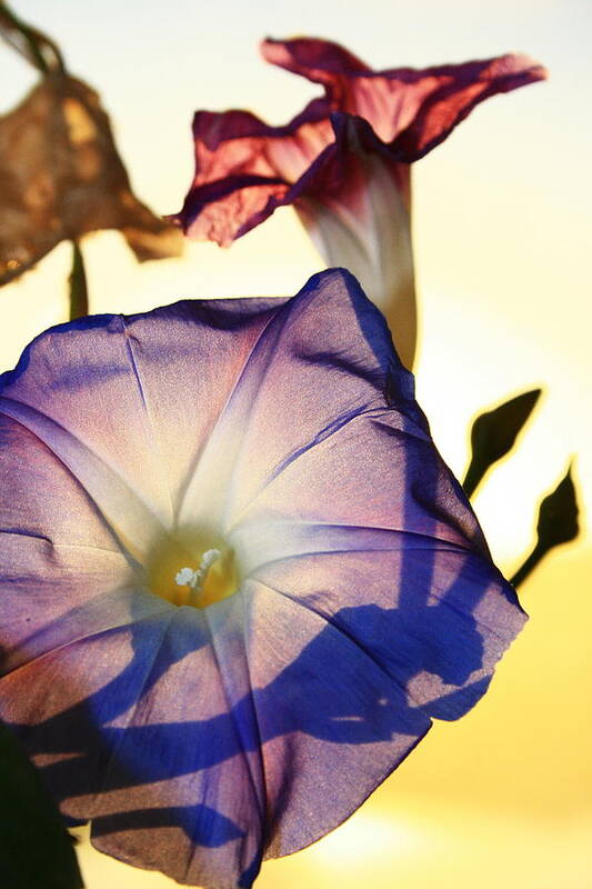 Morning Glory Art Print featuring the photograph Ipomoea with Rising Sun Behind by Steven A Bash