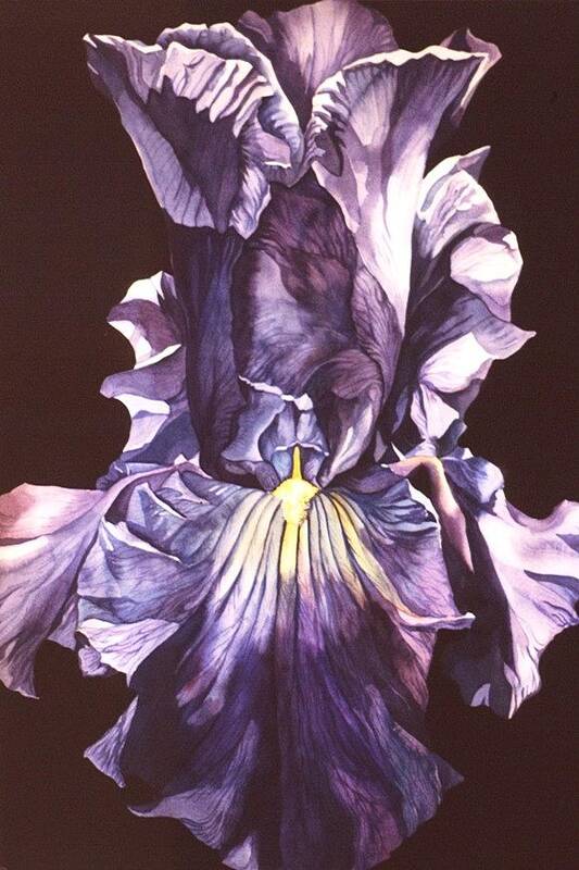 Flower Art Print featuring the painting Iris At Night by Alfred Ng
