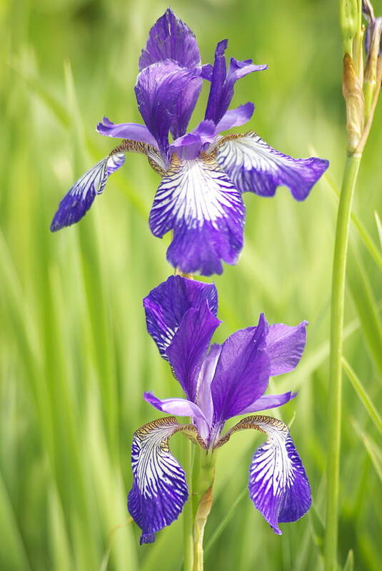 Flower Art Print featuring the photograph Iris Pair by Michael Peychich