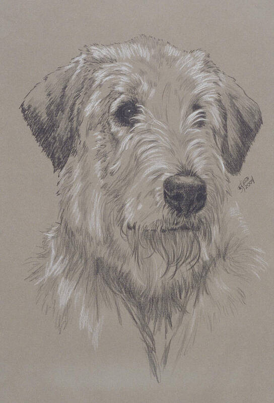 Purebred Art Print featuring the drawing Irish Wolfhound in Graphite by Barbara Keith
