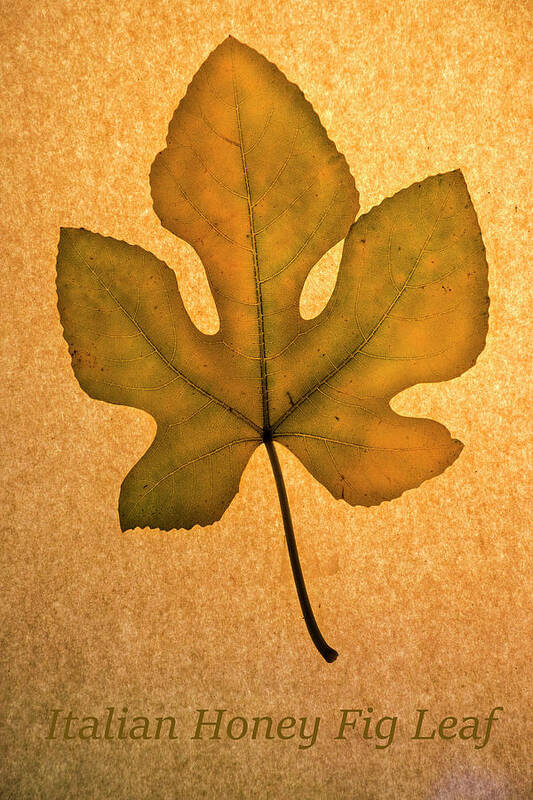 Italian Honey Fig Leaf Art Print featuring the photograph Italian Honey Fig Leaf 4 by Frank Wilson