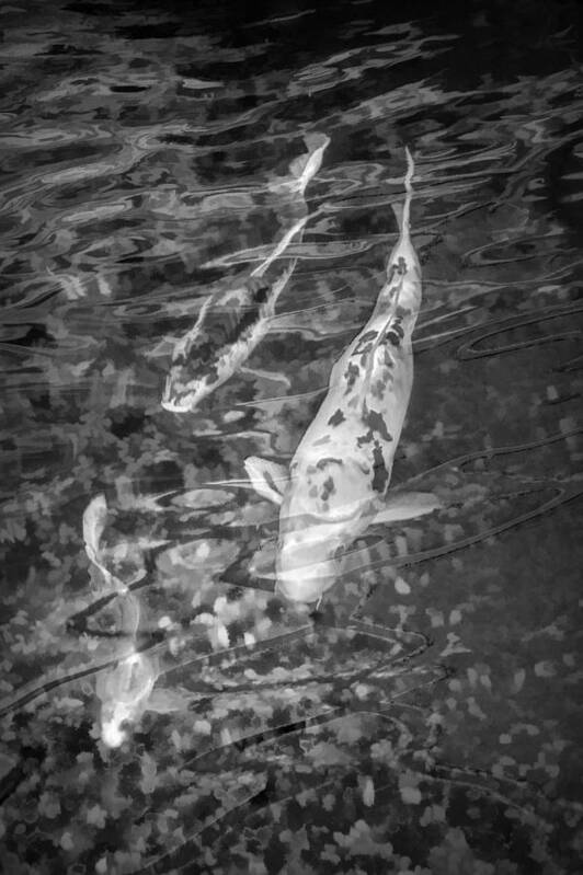 Art Art Print featuring the photograph Japanese Koi Fish in Black and White by Randall Nyhof