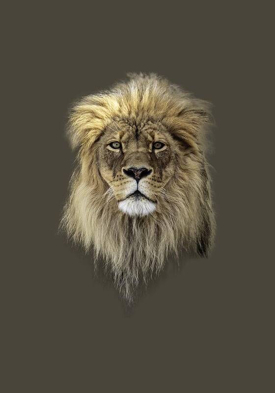 Lion Art Print featuring the photograph Joshua t-shirt color by Everet Regal