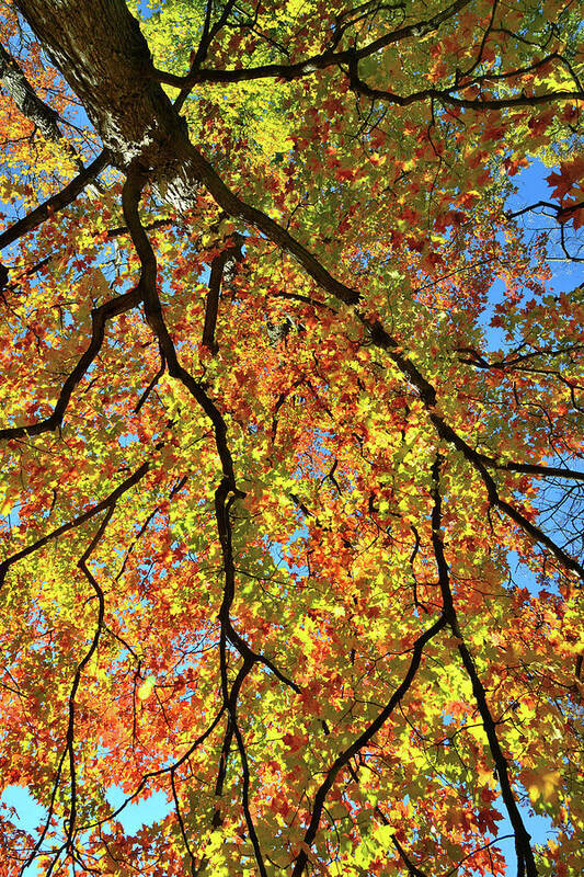 Cook County Art Print featuring the photograph Kaleidoscope of Fall Color in Cook County by Ray Mathis