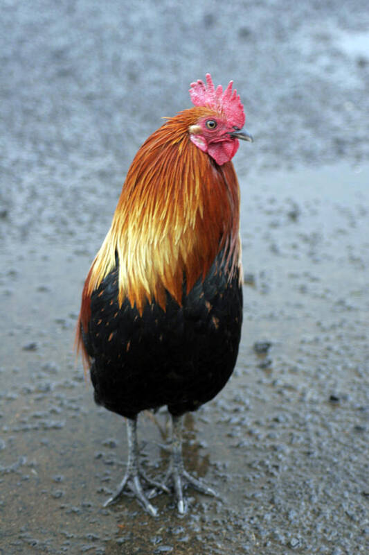  Art Print featuring the photograph Kaui Rooster by Kenneth Campbell