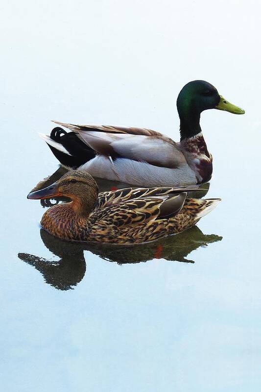 Mallard Art Print featuring the photograph King and Queen by Attila Meszlenyi