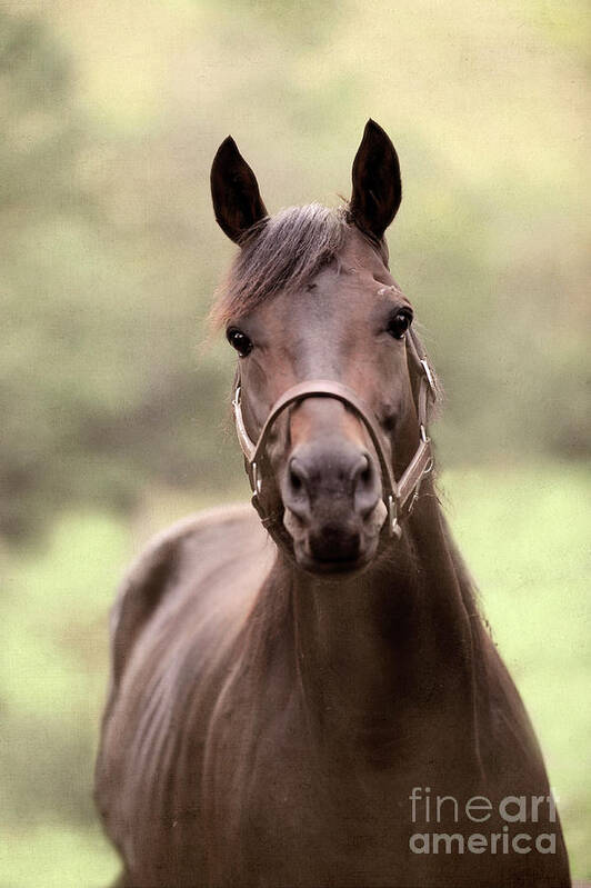 Rosemary Farm Art Print featuring the photograph King Congie at Rosemary Farm by Carien Schippers