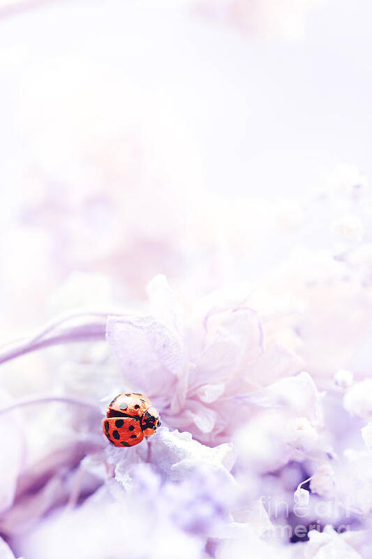 Purple Art Print featuring the photograph Lady Bug by Stephanie Frey